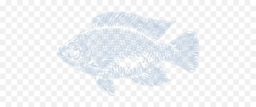 Download Hd Healthier Life U0026 Easier Business For You - Trout Snapper Png,Trout Png