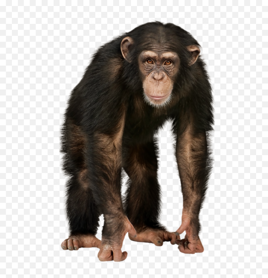 Ape Png Free Images Transparent - 4 Pics 1 Word Level 230 Answer,Ape Png