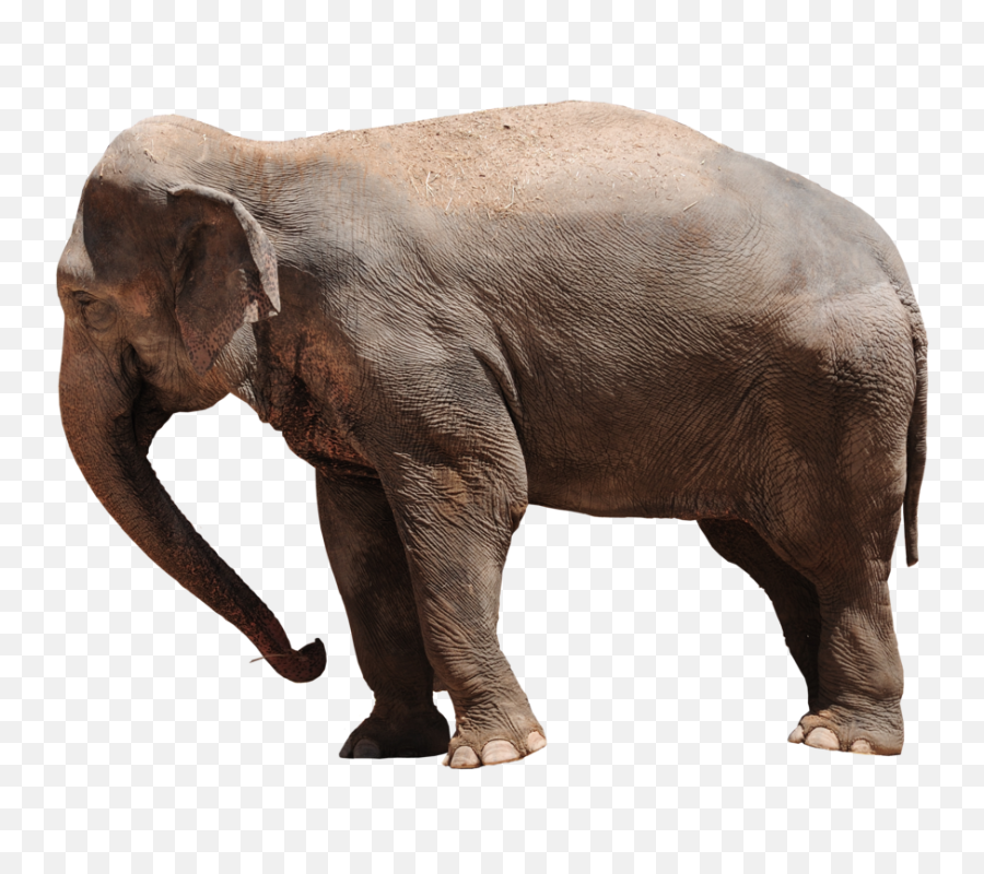 Elephant Png Transparent 43240 - Free Icons And Png Backgrounds Elephant Png,Elephant Transparent Background