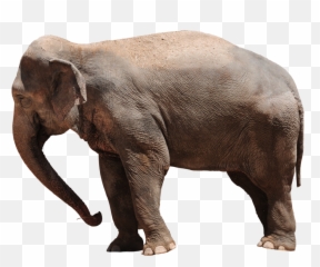 Elephant Png Transparent 43240 - Free Icons And Png Backgrounds Elephant Png,Elephant Transparent Background