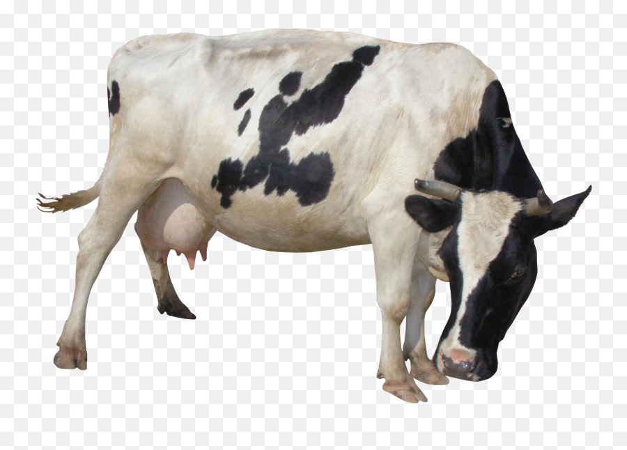 Cow Png Cattle
