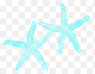 Starfish - White Starfish Clip Art Png,Transparent Backgrounds