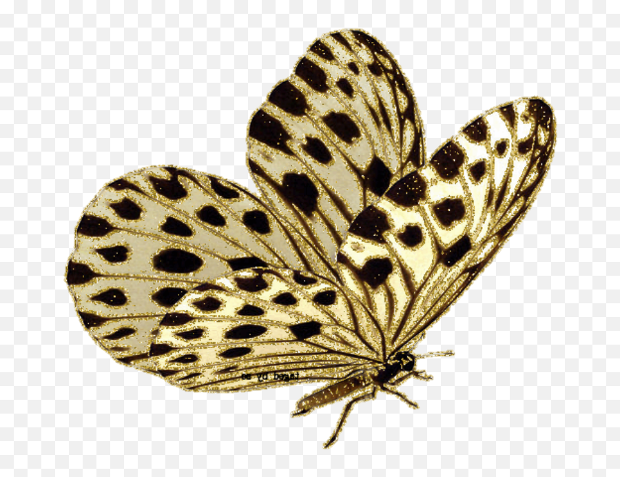 Butterfly U0026 Moth Gif Animation Borboleta - Butterfly Png Gif Moth Clipart Gif,Butterfly Gif Transparent