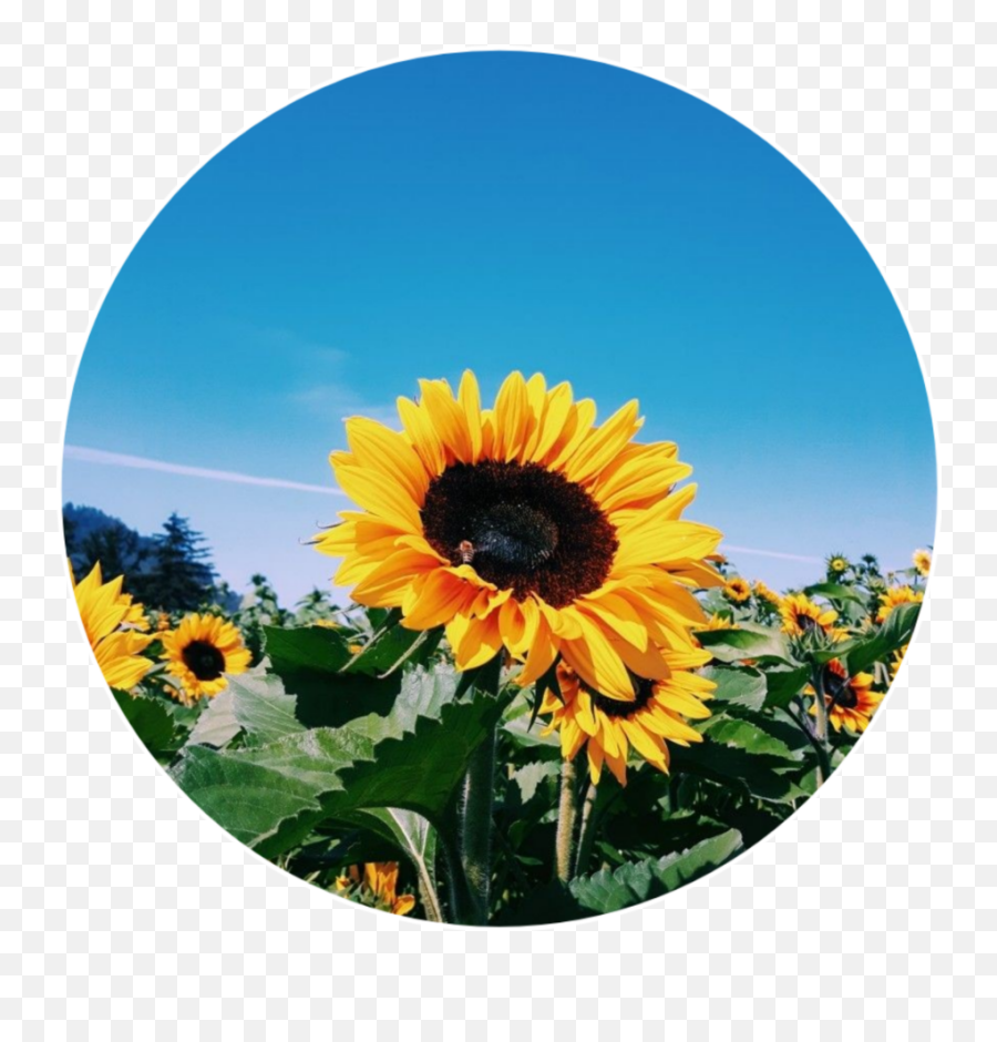 Popular Sunflower Icon Tumblr Image - Desain Interior Exterior Aesthetic Sunflower Icon Png,Sunflower Icon