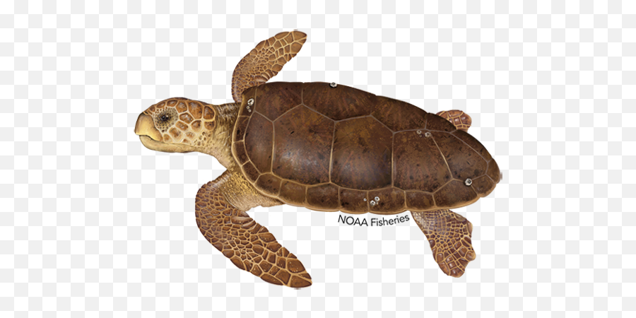 Download Free Png Loggerhead Turtle Noaa Fisheries - Dlpngcom Loggerhead Turtle,Ridley Png