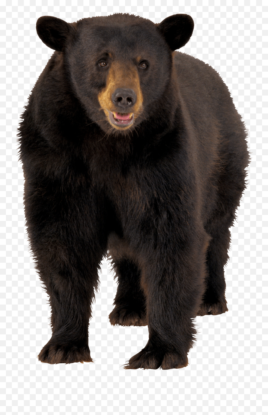 Bear - Brown Bear Transparent Background Png,Bear Head Png