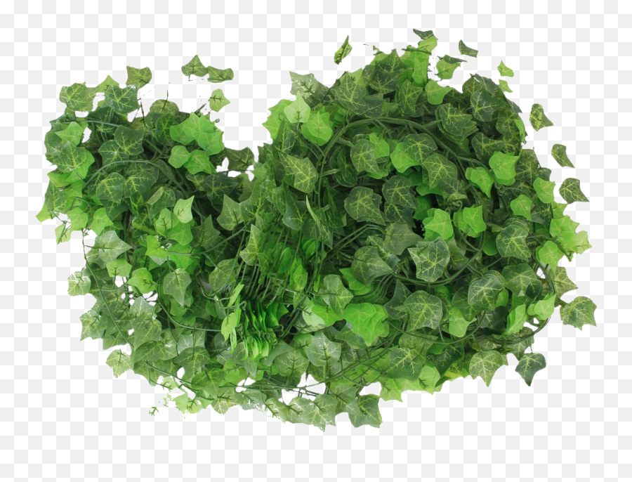Download Fondotubeclipart - Common Ivy Full Size Png Common Ivy,Ivy Png