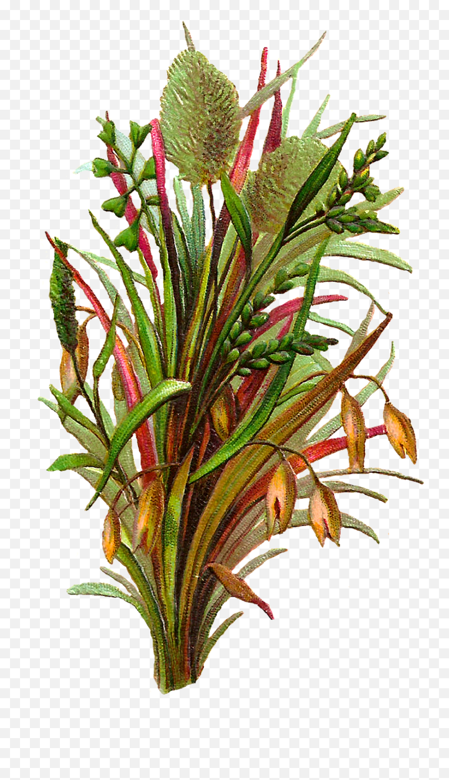 Wild Grasses Free Printable Botanical - Banksia Png,Wild Grass Png