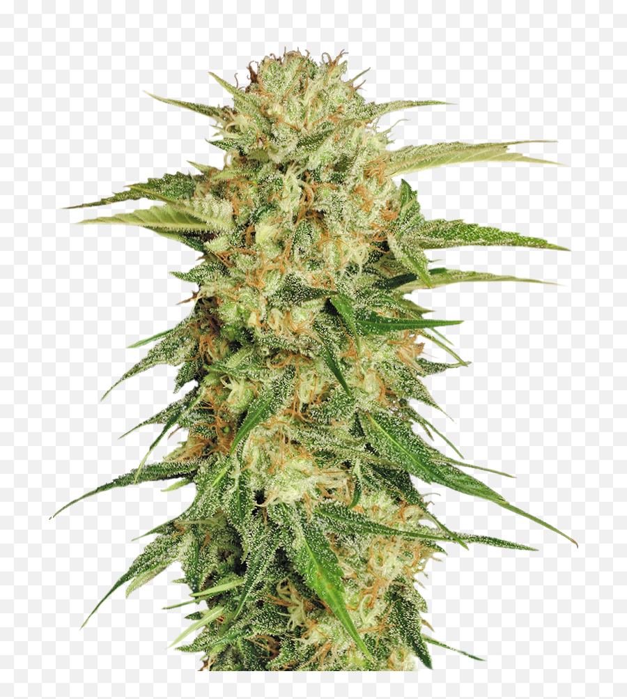 Great Cannabis Prices - Transparent Background Weed Png,Marijuana Transparent