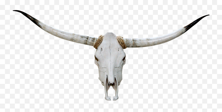 Texas Longhorn English Skull - Transparent Bull Skull Png,Longhorn Png