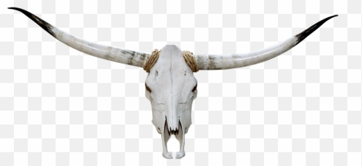 Texas Longhorn English Skull - Transparent Bull Skull Png,Longhorn Png