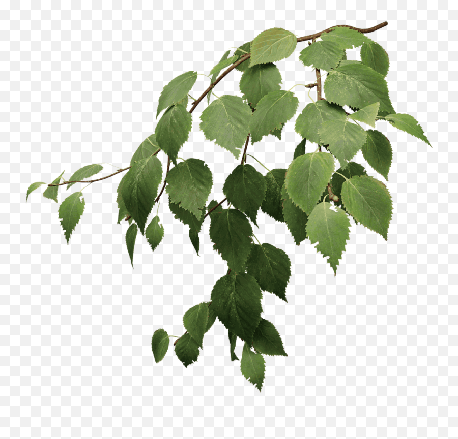 Paper Birch - The Grove 3d Trees Transparent Tree Leaves Png,Twigs Png