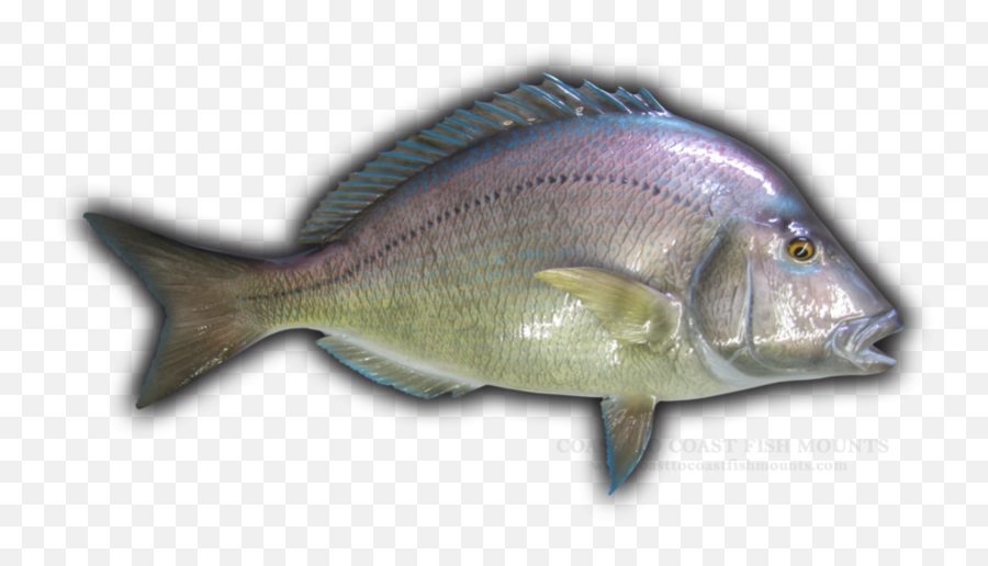 Scup Fish Mounts U0026 Replicas - Seafood Png,Bass Fish Png