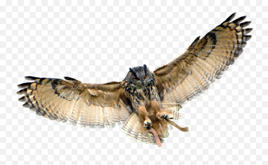 Owl Transparent Background - Eurasian Eagle Owl Png,Owl Transparent