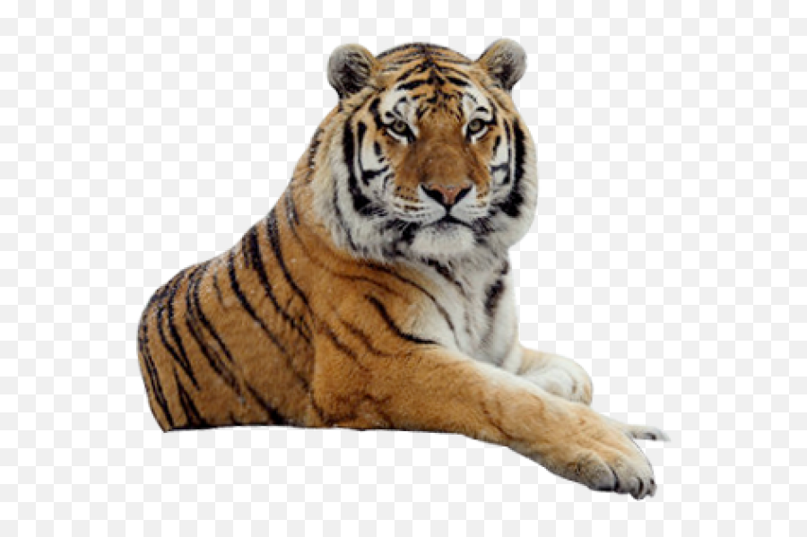 Tiger Png Free Download 1 - Tiger Png,Tiger Png