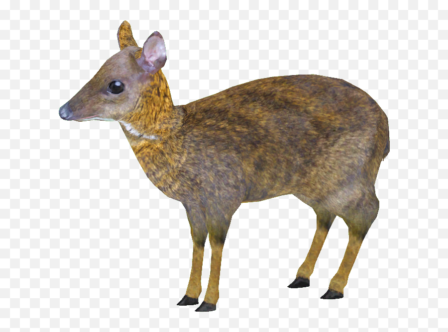 Lesser Mouse Deer Png - Mouse Deer 3d Model,Deer Png
