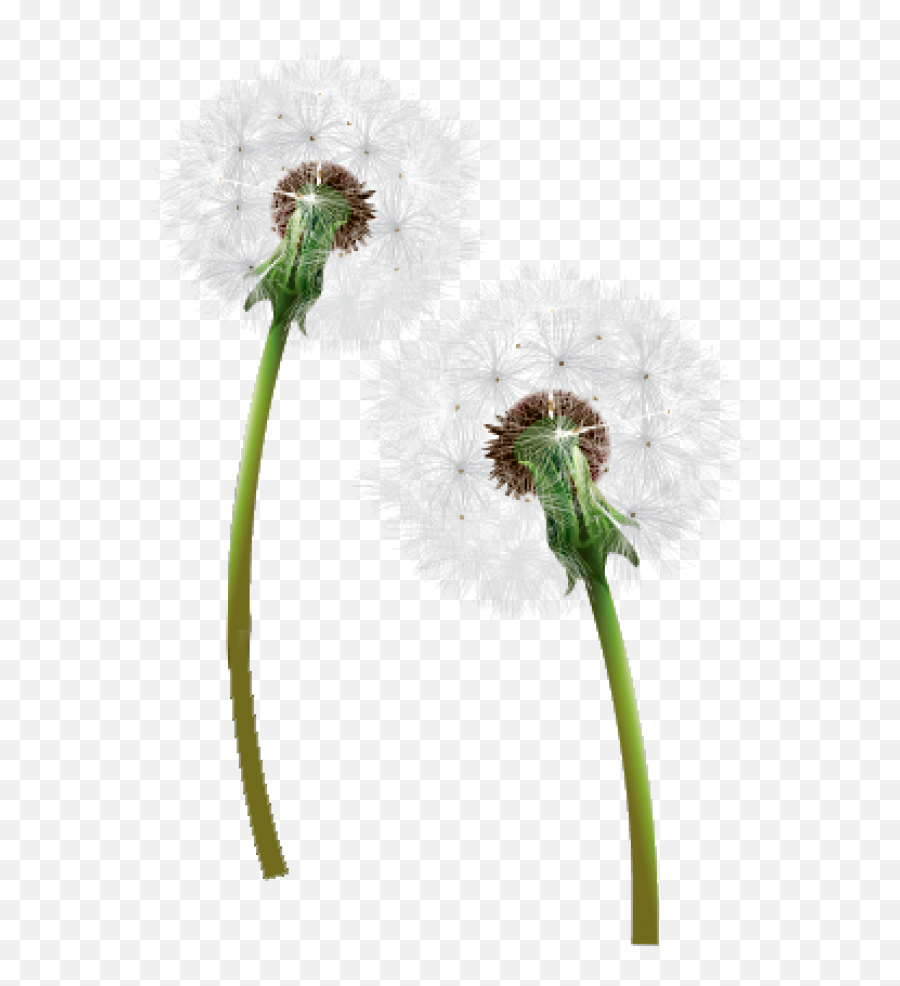 Dandelion Png Free Download 2 Images - Dandelion Png,Dandelion Png