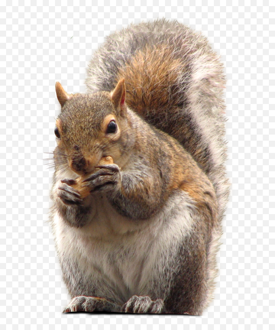 Squirrel Png Images - Squirrel In Bowl,Squirrel Transparent