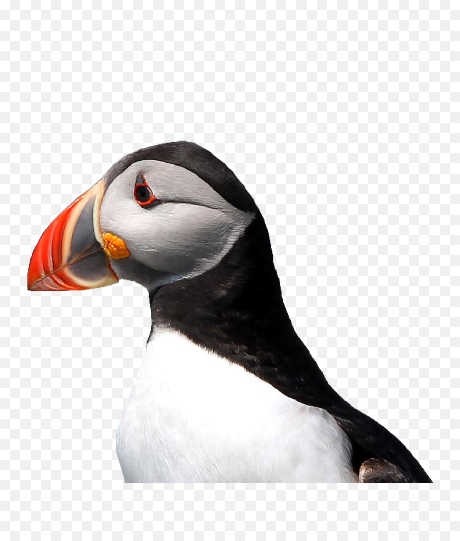 Puffin Bird Cute Pngs Png - Atlantic Puffin,Puffin Png