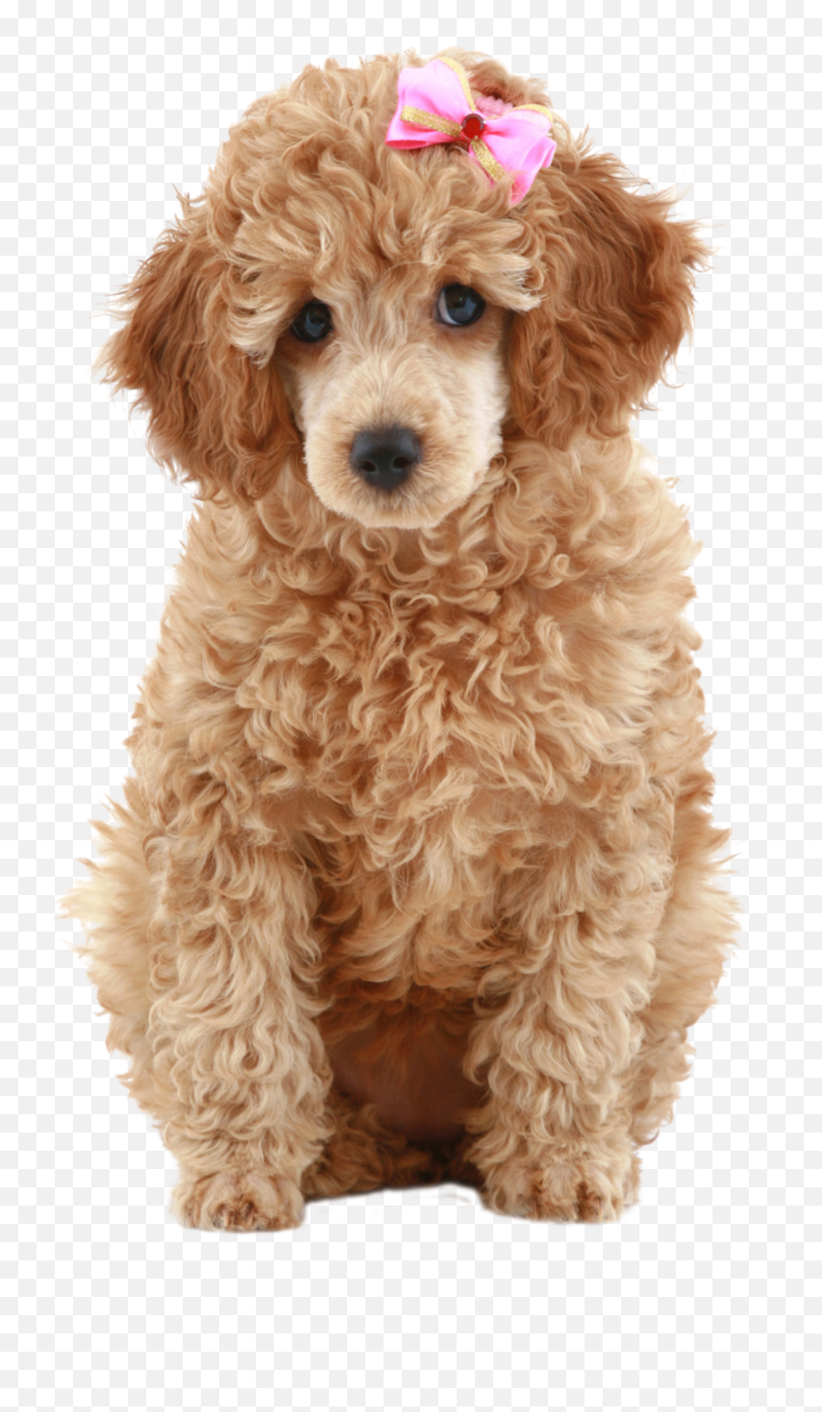 Poodle Png Com Fundo Transparente - Miniature Poodle Mix Cockapoo,Poodle Png