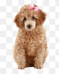 Poodle Png Com Fundo Transparente - Miniature Poodle Mix Cockapoo,Poodle Png