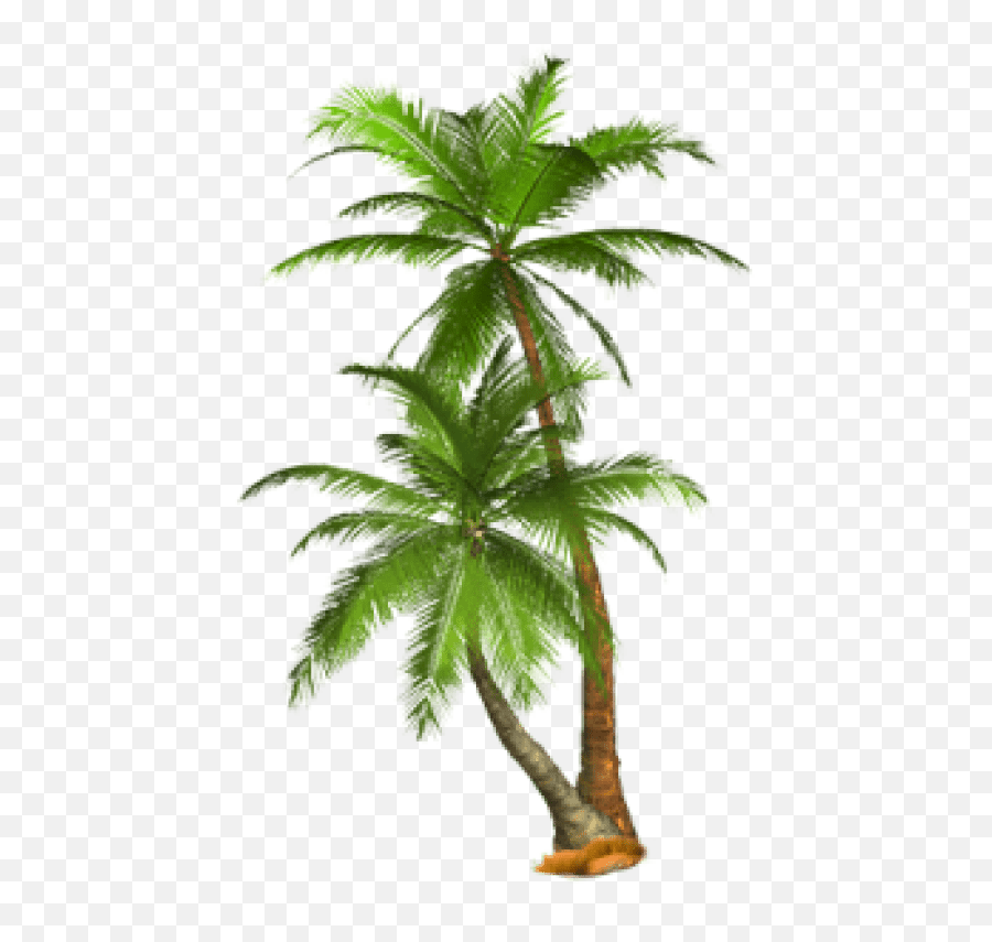 Palm Tree Png Images Transparent - Transparent Background Palm Tree Png,Palm Trees Transparent