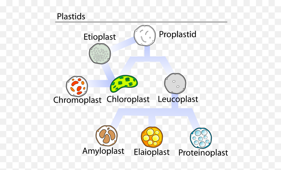 Difference Between Mitochondria And - Plastids Types Png,Mitochondria Png