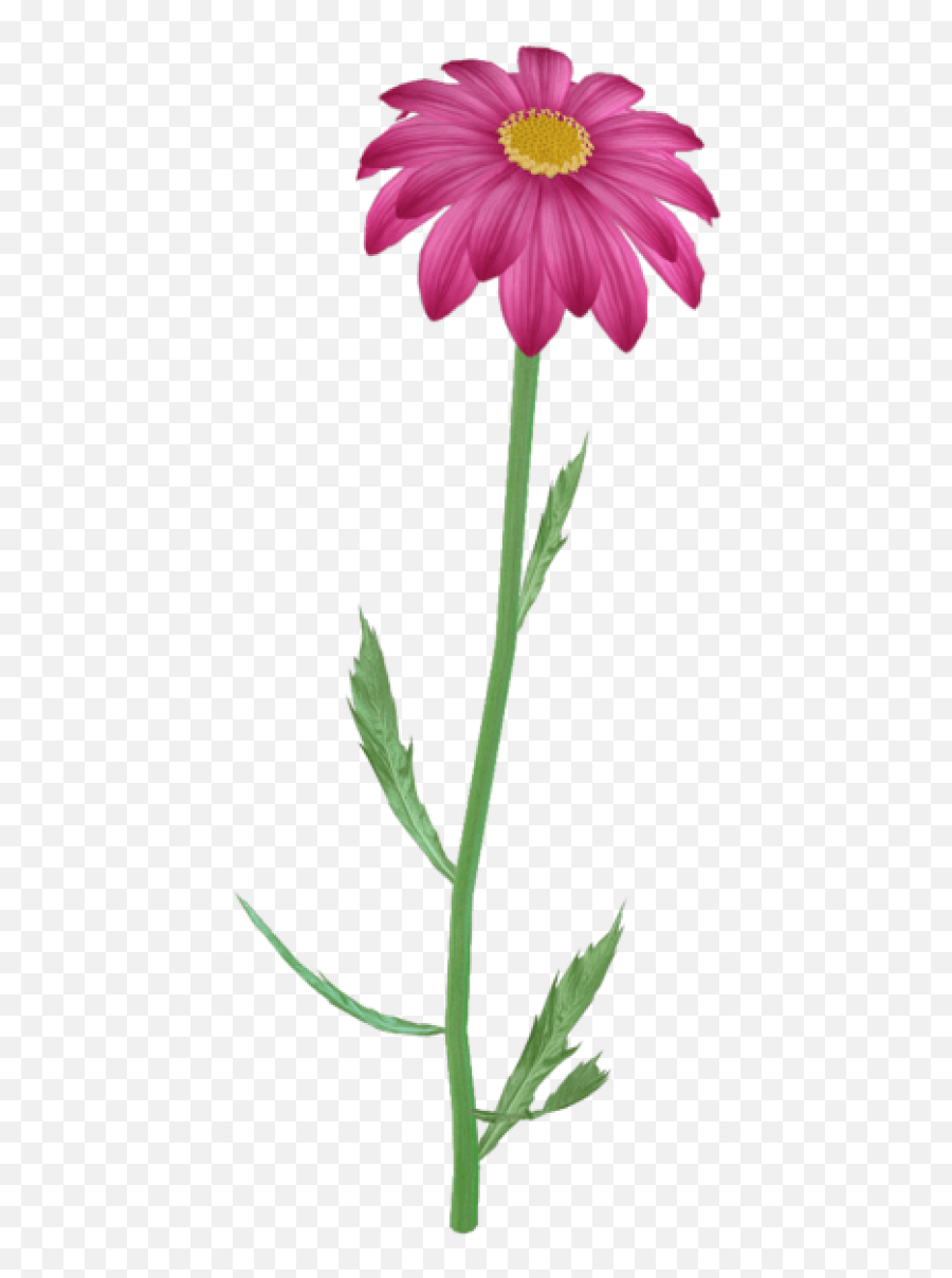 Purple Daisy Pink Flowers Flower - Steam Flowers Png,Flowers Clipart Png