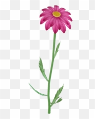 Purple Daisy Pink Flowers - Steam png