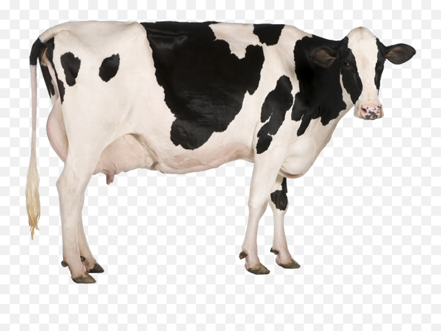Dairy Cow Png Image - Chick Fil A Cow,Cattle Png