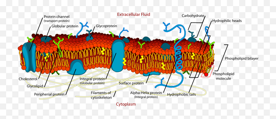 Membrane Protein - The School Of Biomedical Sciences Wiki Actin In Cell Membrane Png,Protein Png