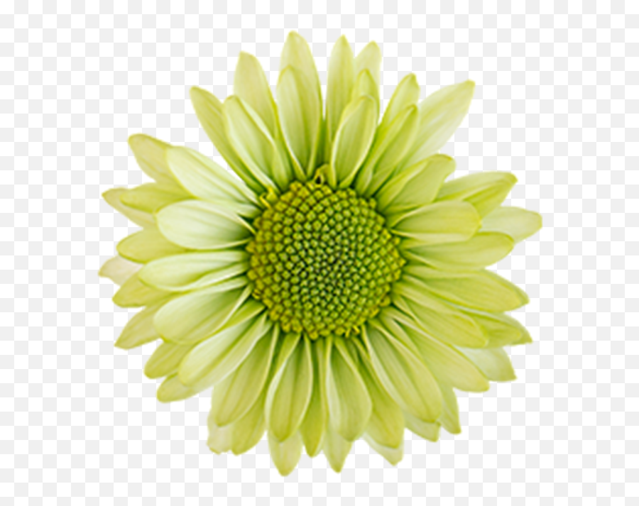 Green Flowers Png Picture - Daisy Flowers Green Clipart,Green Flower Png