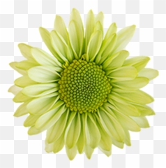 Green Flowers Png Picture - Daisy Clipart
