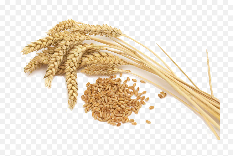 Wheat Png Transparent Images - Of New York,Grains Png