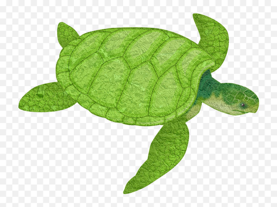 Turtle Animal Sea - Free Image On Pixabay Sea Turtle Clip Art Png,Ridley Png