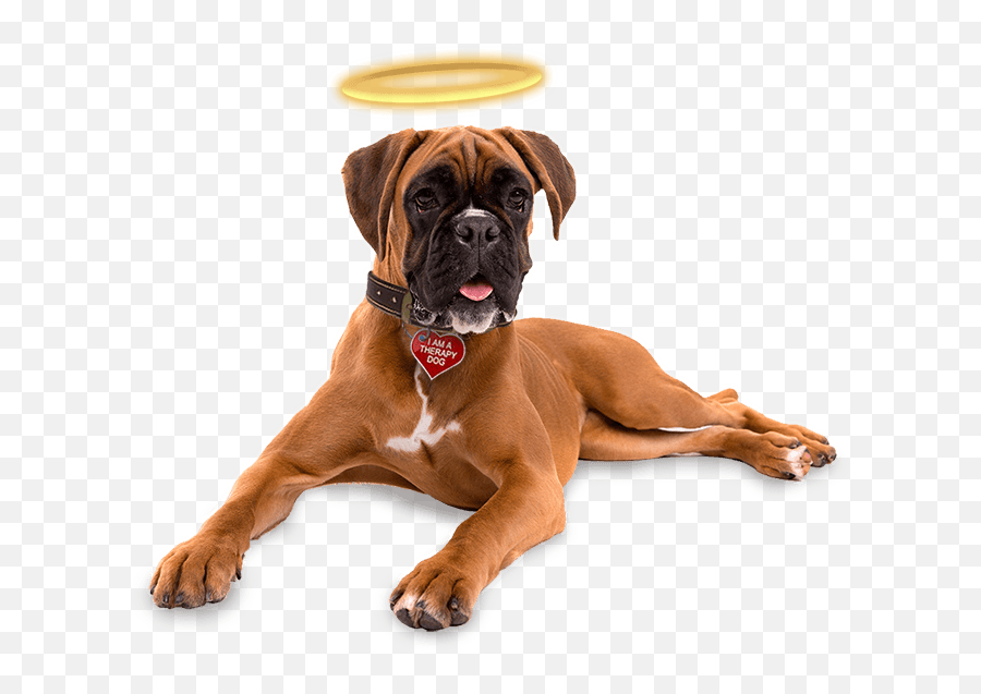 Be An Angel Therapy Dogs Turning Frowns Upside Down - Boxer Png,Dogs Png
