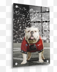 Georgia Bulldogs - Dog Clothes Png,British Icon Bulldogs