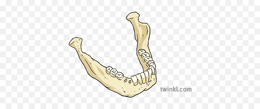 Jawbone 1 Illustration - Twinkl Language Png,Jawbone Icon The Hero