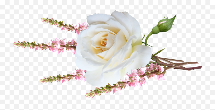 Flower White Rose - Flower Png,White Rose Png