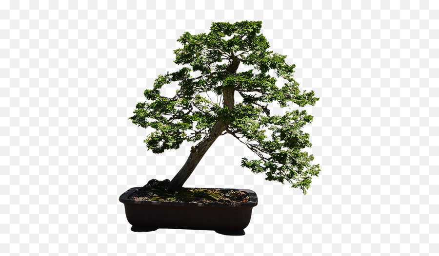 Download Hd A Very Small Bonsai Tree - Sageretia Theezans Png,Bonsai Tree Png