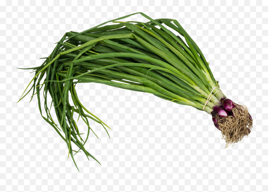 Scallion Spring Onion Png Image - Spring Onion Png,Onion Png