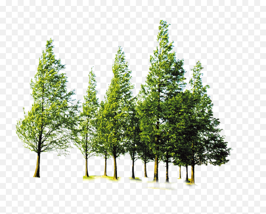 Clipart Forest File Picture 2427773 - Forest Tree Png,Red Tree Png