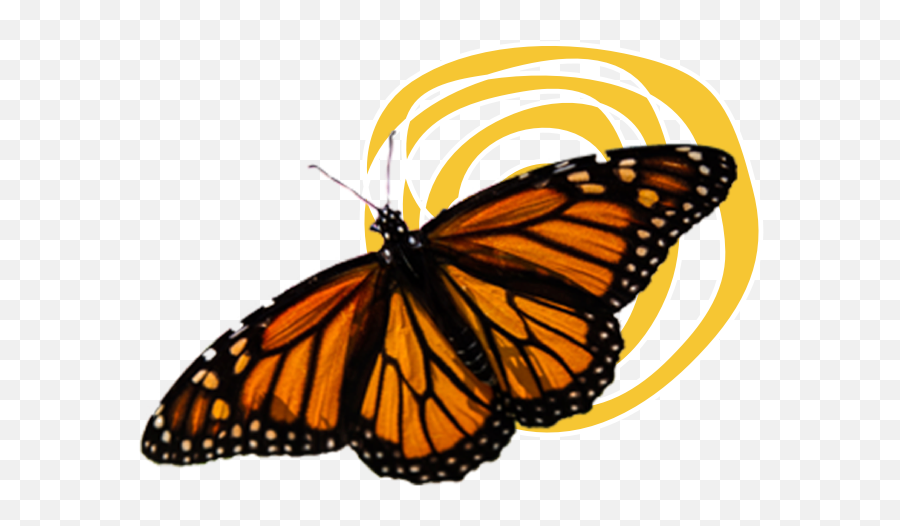 Download Hd Monarch Butterflies - Monarch Butterfly Transparent Background Png,Butterflies Transparent Background