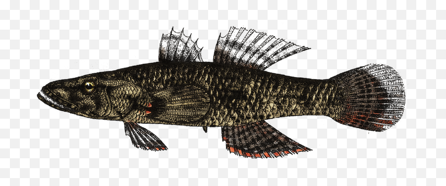 Filecrazy Fish Butis Hamilton 1822 By M L - Fish Colored Png,Fish Png