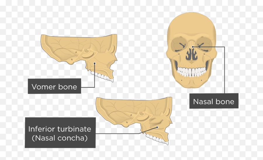 Download Nasal Vomer And Inferior Turbinate Bones Overview - Nasal Concha Png,Concha Png
