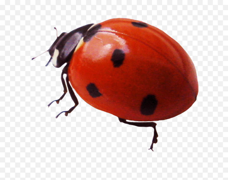 Ladybug Clipart - Ladybug Real Clipart Png,Beetle Png