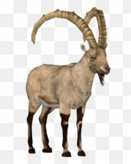 Ibex Clipart - Argali Png,Goat Transparent Background