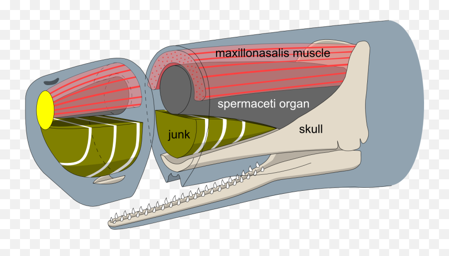 Filesperm Whale Head Anatomy Profilepng - Wikimedia Commons Sperm Whale Head Anatomy,Sperm Png