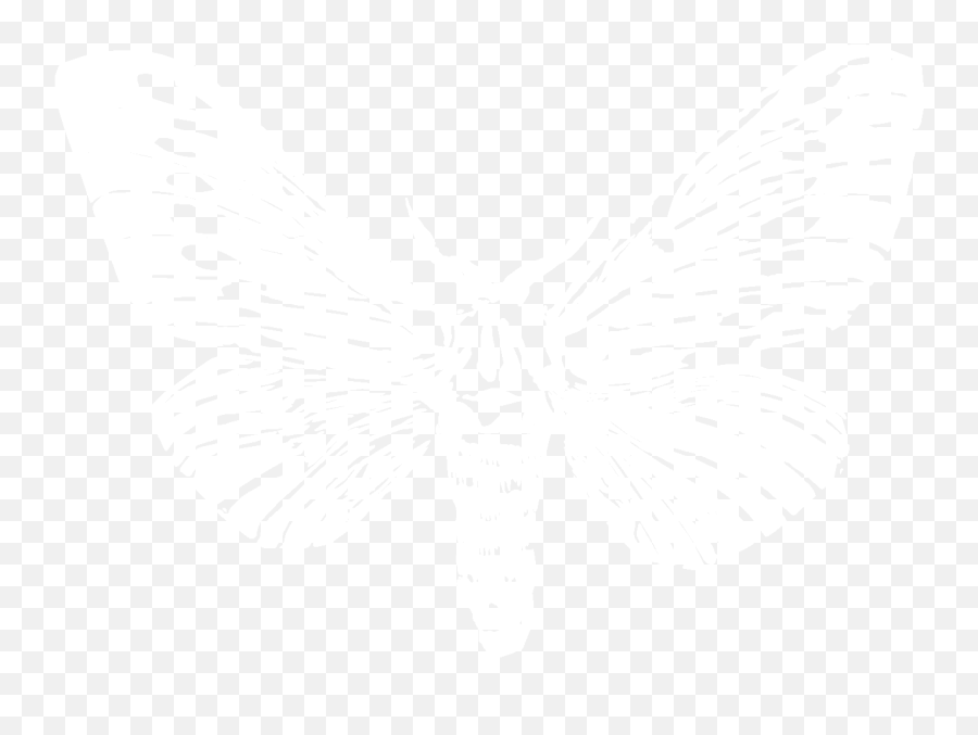 Download Moth Png Image With No - Butterfly,Moth Png