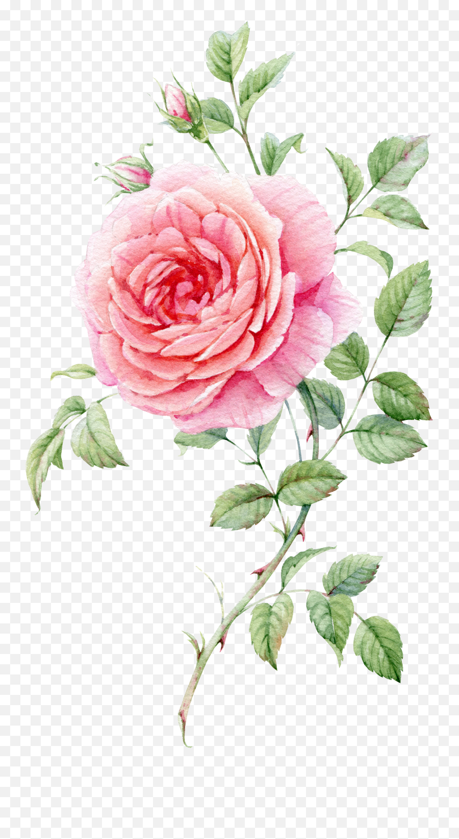 1 Blooming Rose Watercolor - Rose Watercolor Flower Painting Png,Watercolor Roses Png